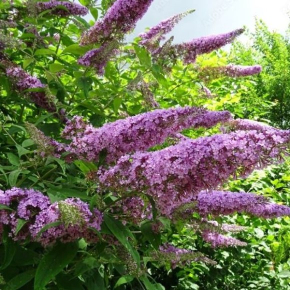 Buddleja davidii 'Pink Delight'
