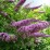 Buddleja davidii 'Pink Delight'