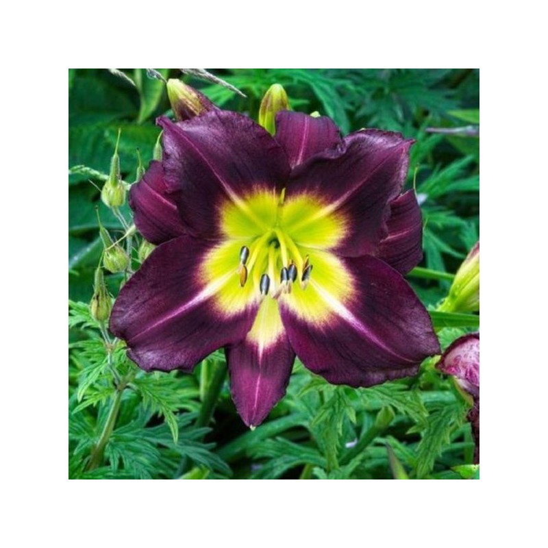 Hemerocallis 'Night Beacon'