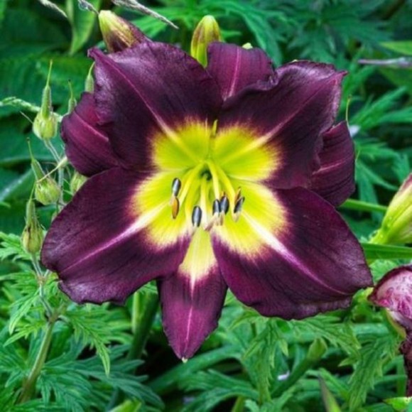 Hemerocallis 'Night Beacon'