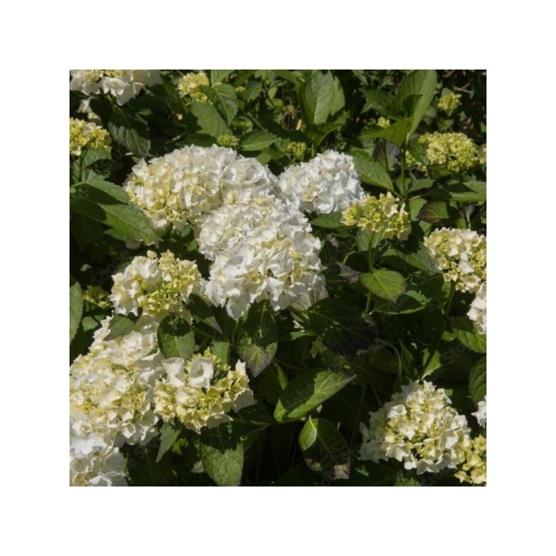 Hydrangea macrophylla 'Madame Emile Mouillere'