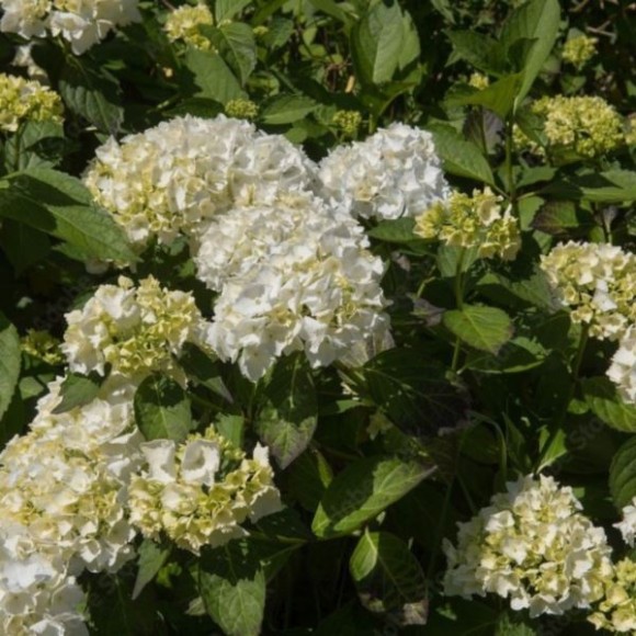 Hydrangea macrophylla 'Madame Emile Mouillere'