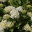 Hydrangea macrophylla 'Madame Emile Mouillere'