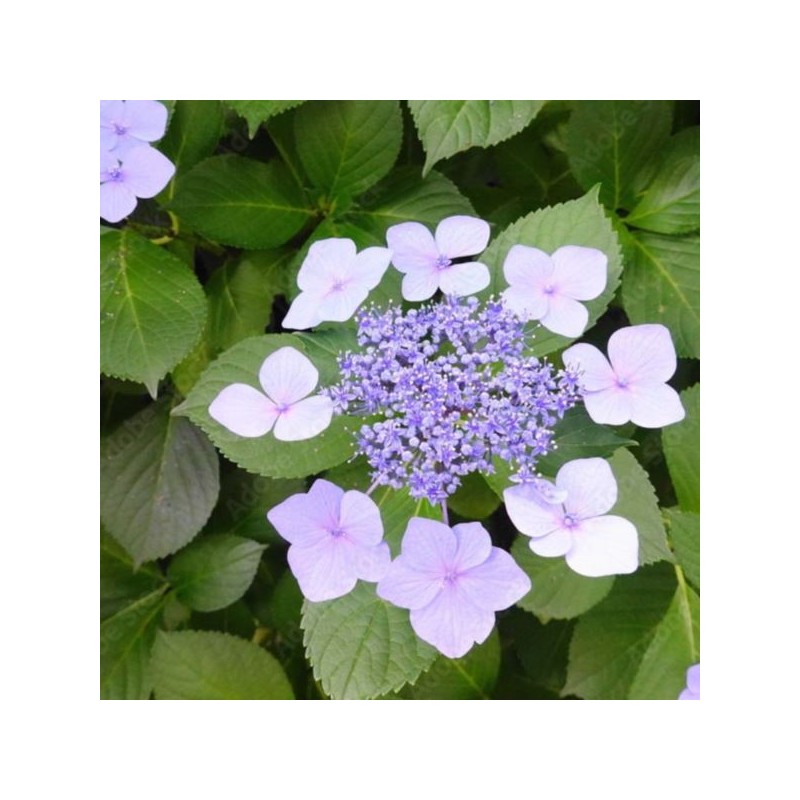 Hydrangea macrophylla 'Mariesii Perfecta'