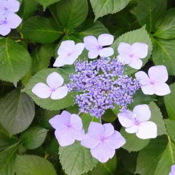 Hydrangea macrophylla 'Mariesii Perfecta'