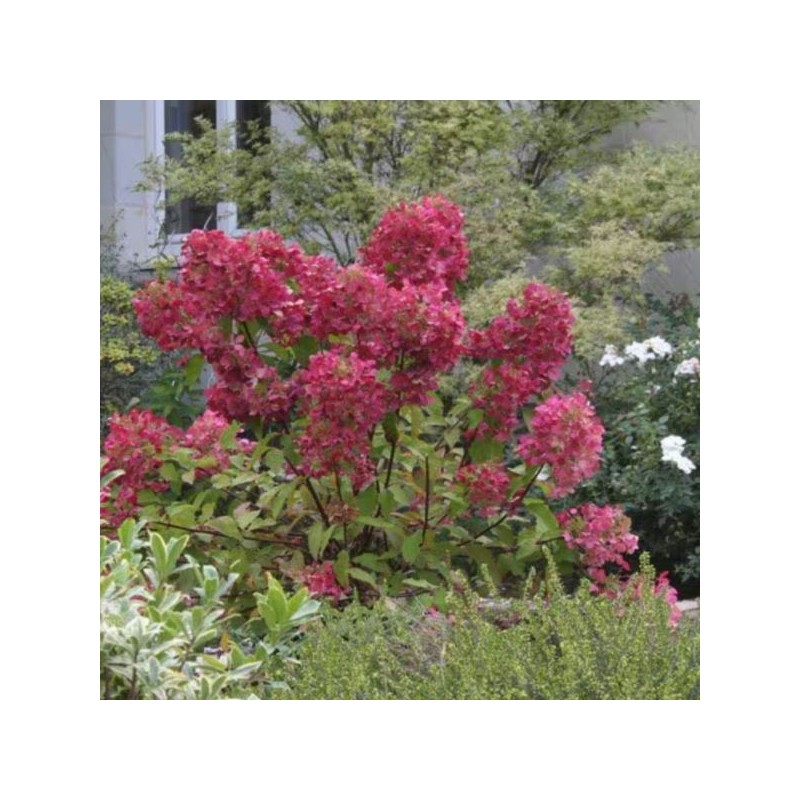 Hydrangea p. DIAMANT ROUGE 'Rendia' PBR