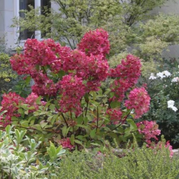 Hydrangea p. DIAMANT ROUGE 'Rendia' PBR