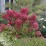 Hydrangea p. DIAMANT ROUGE 'Rendia' PBR