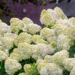 Hydrangea p. 'Silver Dollar'