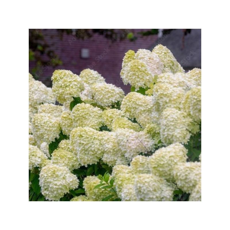 Hydrangea p. 'Silver Dollar'