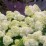 Hydrangea p. 'Silver Dollar'