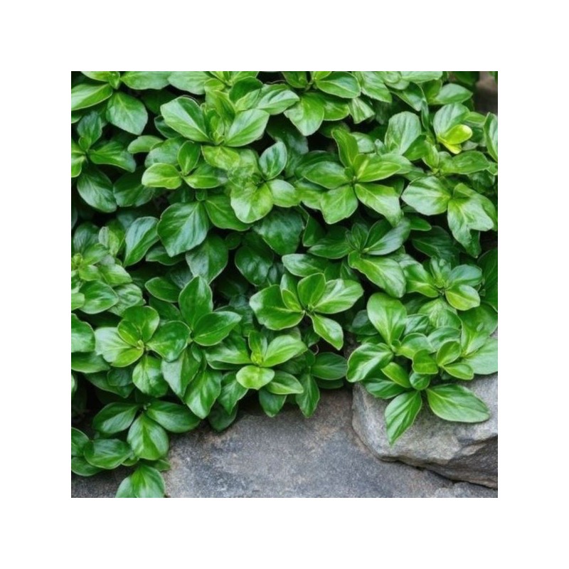 Pachysandra terminalis 'Green Sheen'