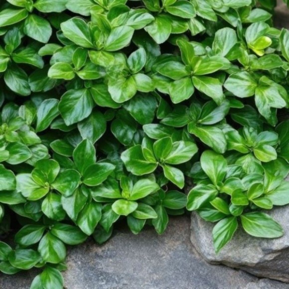 Pachysandra terminalis 'Green Sheen'