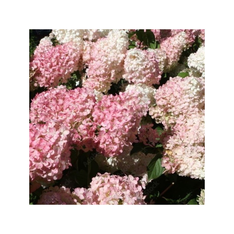 Hydrangea p. PINKY WINKY 'DVPPinky' PBR