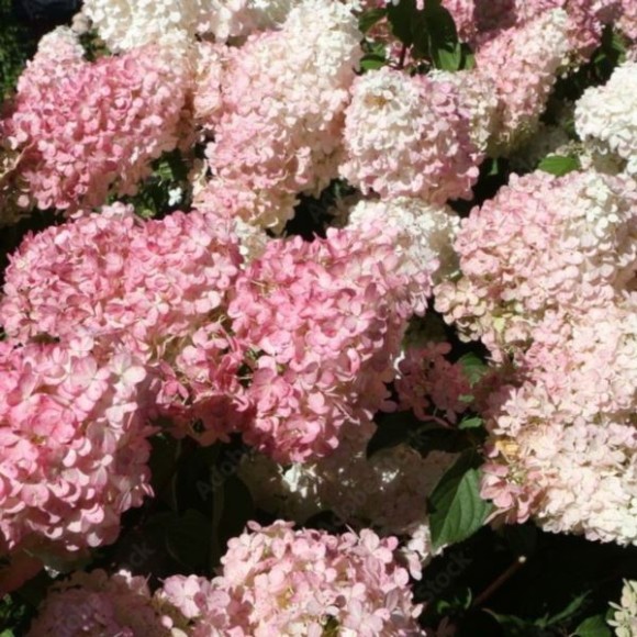 Hydrangea p. PINKY WINKY 'DVPPinky' PBR