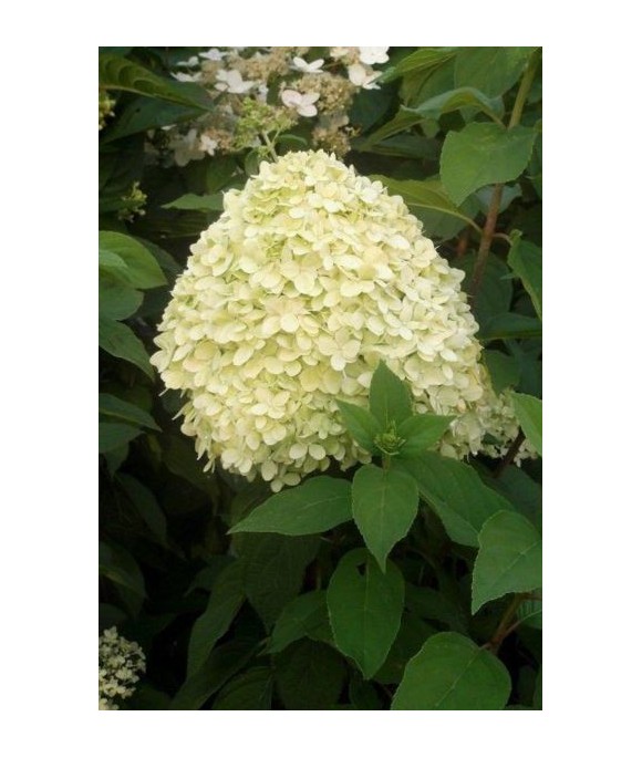Hydrangea p. 'Limelight' PBR