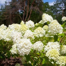 Hydrangea p. SUNDAE FRAISE...