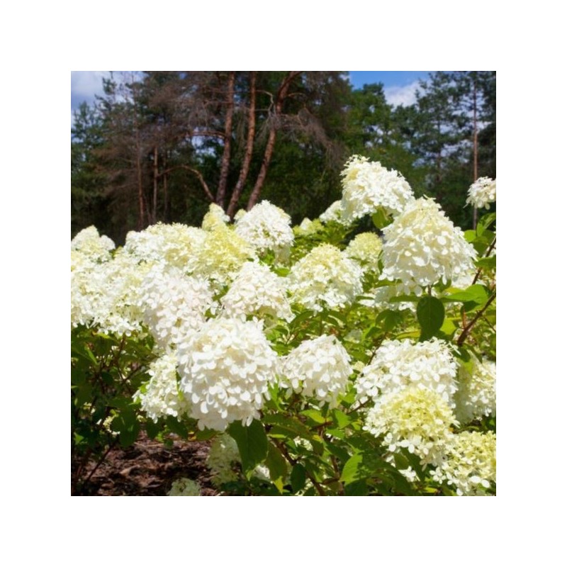 Hydrangea p. SUNDAE FRAISE 'Rensun' PBR