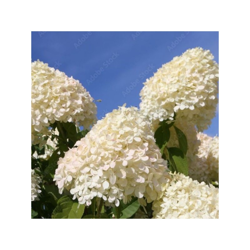 Hydrangea p. 'Phantom'