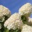 Hydrangea p. 'Phantom'