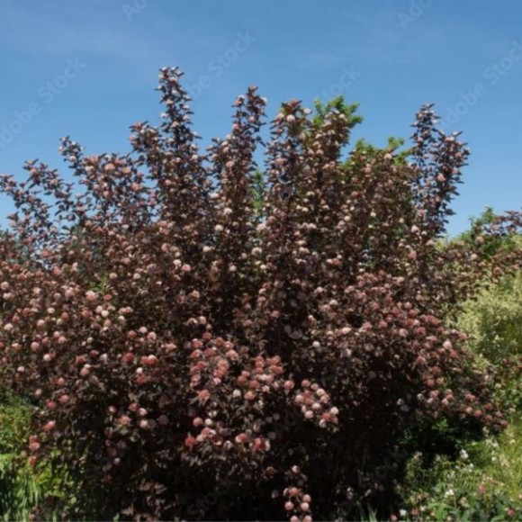 Physocarpus opulifolius DIABLE D'OR 'Mindia'