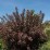 Physocarpus opulifolius DIABLE D'OR 'Mindia'