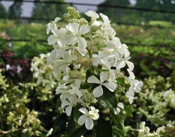 Hydrangea p. LEVANA 'Cov' PBR