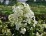 Hydrangea p. LEVANA 'Cov' PBR