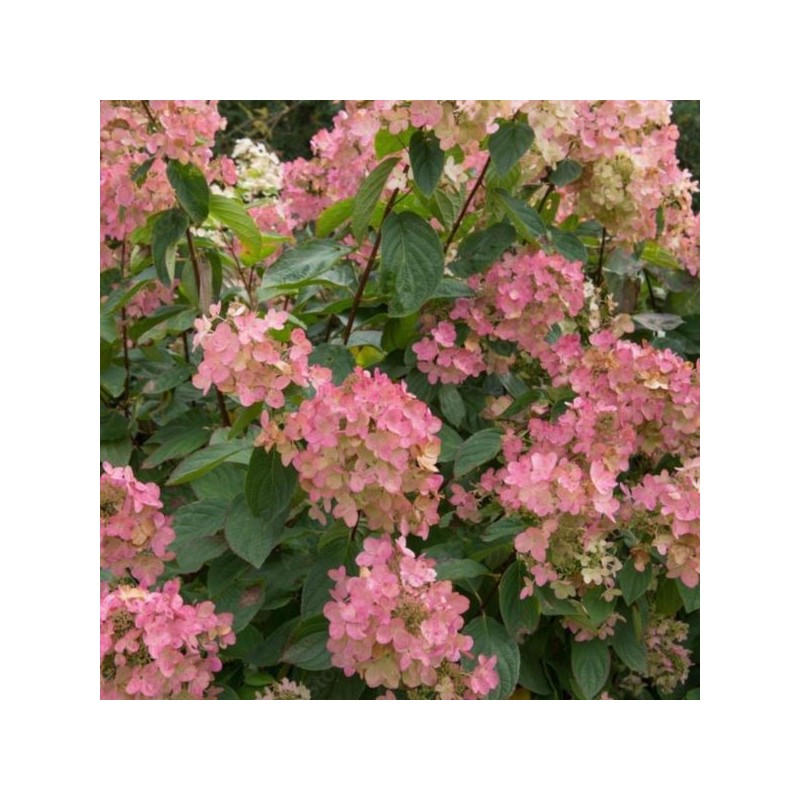 Hydrangea p. VANILLE-FRAISE 'Renhy' PBR