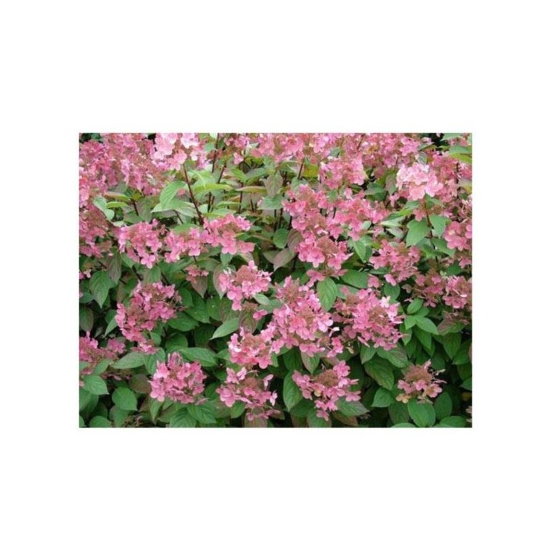 Hydrangea p. EARLY SUNSATION 'Bulk' PBR