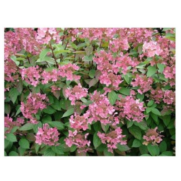 Hydrangea p. EARLY SUNSATION 'Bulk' PBR