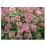 Hydrangea p. EARLY SUNSATION 'Bulk' PBR
