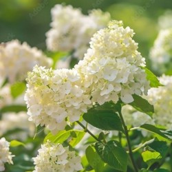 Hydrangea p. MAGICAL SWEET...