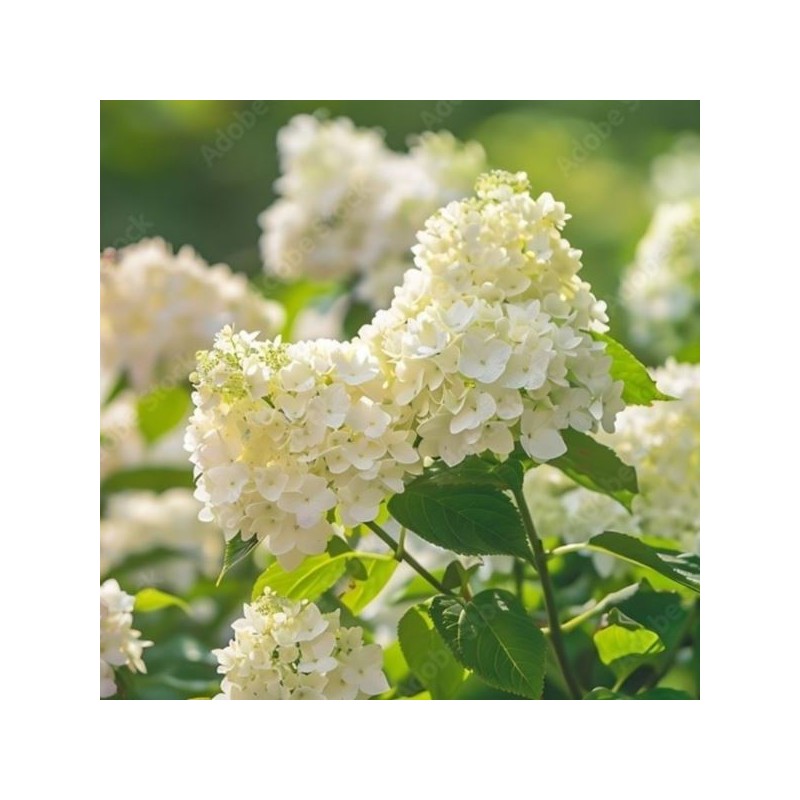 Hydrangea p. MAGICAL SWEET SUMMER 'Bokrathirteen'