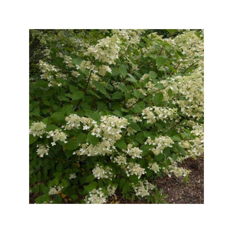 Hydrangea p. 'Pink Lady'