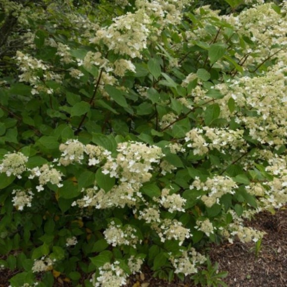 Hydrangea p. 'Pink Lady'