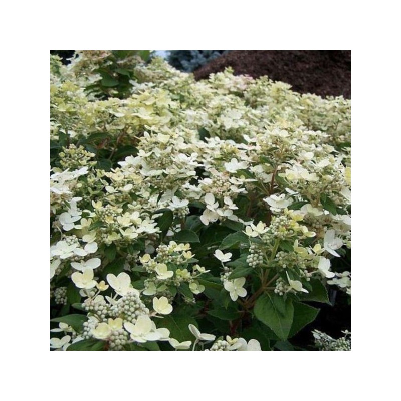 Hydrangea p. POLESTAR 'Breg 14' PBR