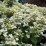 Hydrangea p. POLESTAR 'Breg 14' PBR