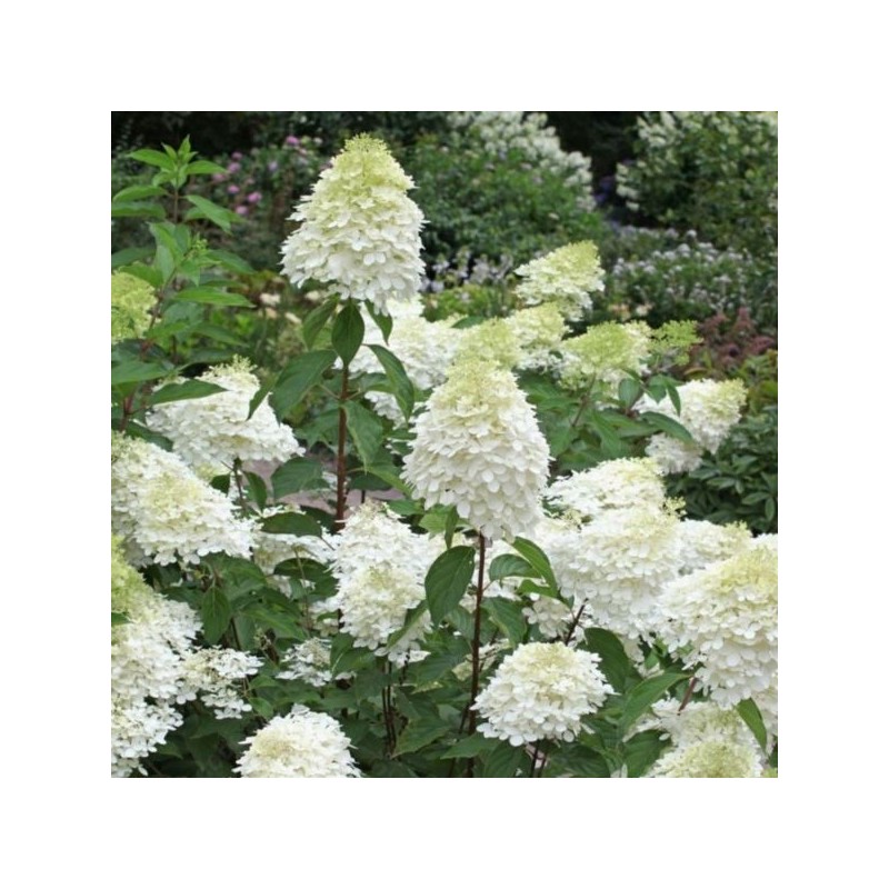 Hydrangea p. EARLY HARRY 'HPOPR018' PBR
