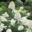 Hydrangea p. EARLY HARRY 'HPOPR018' PBR