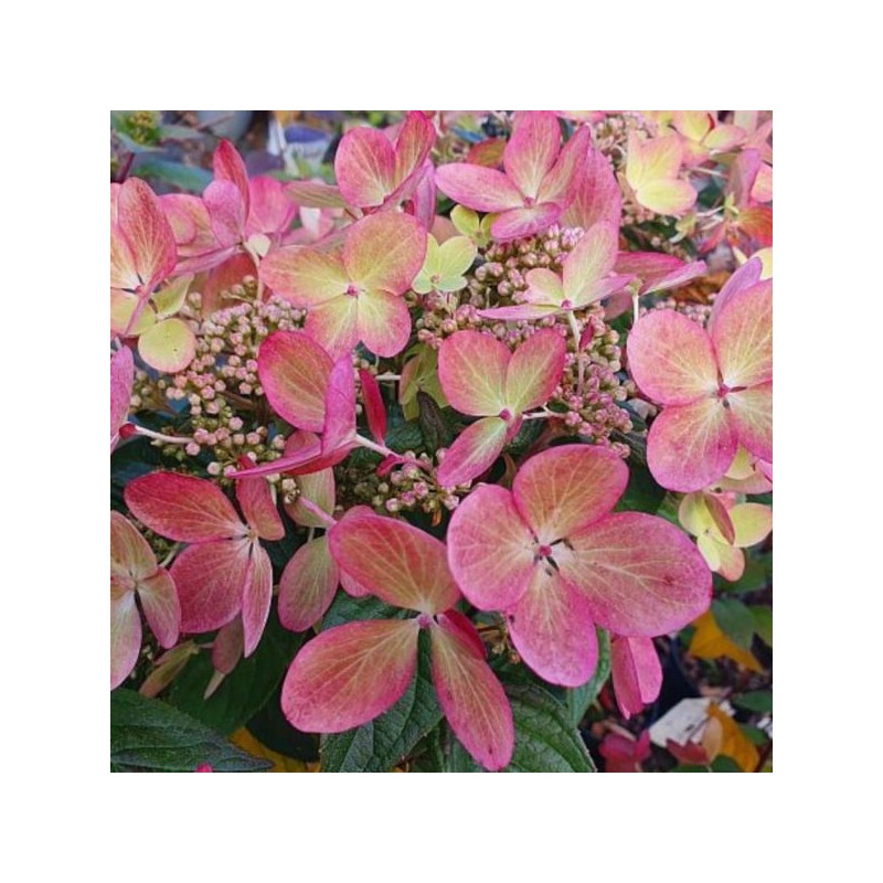 Hydrangea p. PASTELGREEN 'Renxolor' PBR
