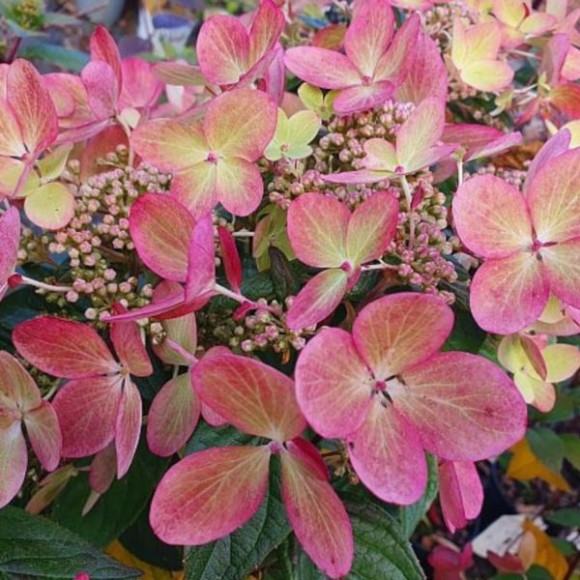 Hydrangea p. PASTELGREEN 'Renxolor' PBR