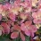 Hydrangea p. PASTELGREEN 'Renxolor' PBR
