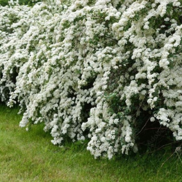 Spiraea ×arguta