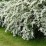 Spiraea ×arguta