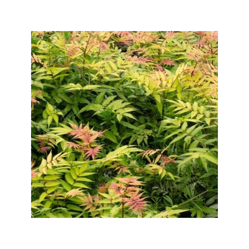 Sorbaria sorbifolia 'Sem' PBR