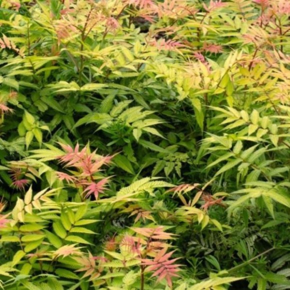 Sorbaria sorbifolia 'Sem' PBR