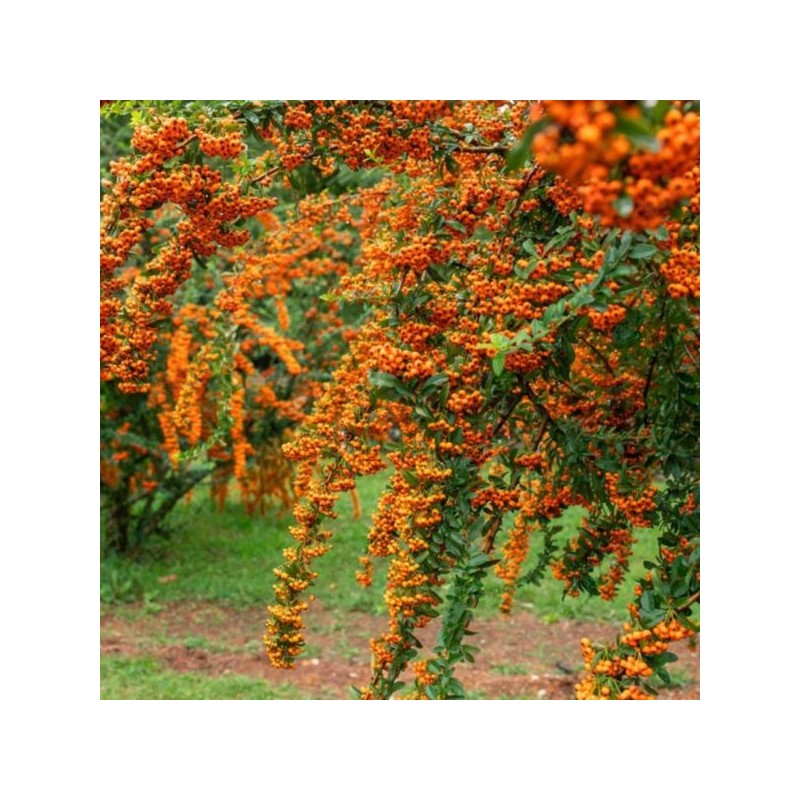 Pyracantha 'Orange Glow'