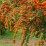 Pyracantha 'Orange Glow'
