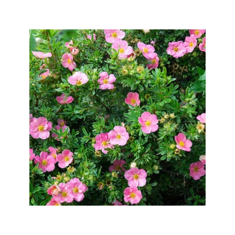Potentilla fruticosa PRINCESS 'Blink'